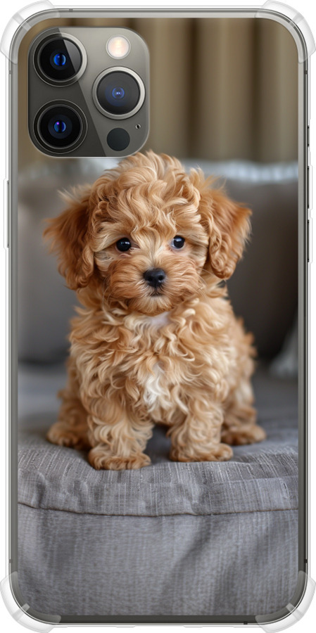 Mini-maltipoo