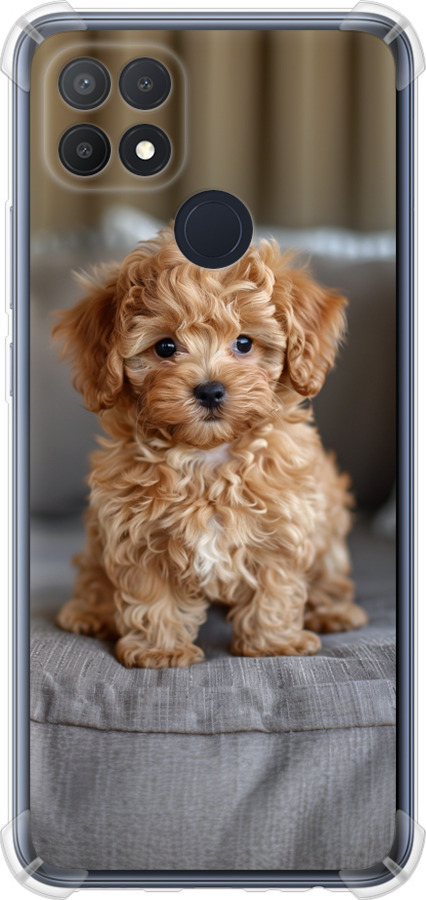 Mini-maltipoo