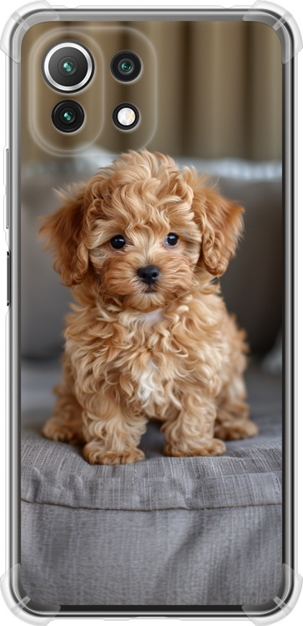 Mini-maltipoo
