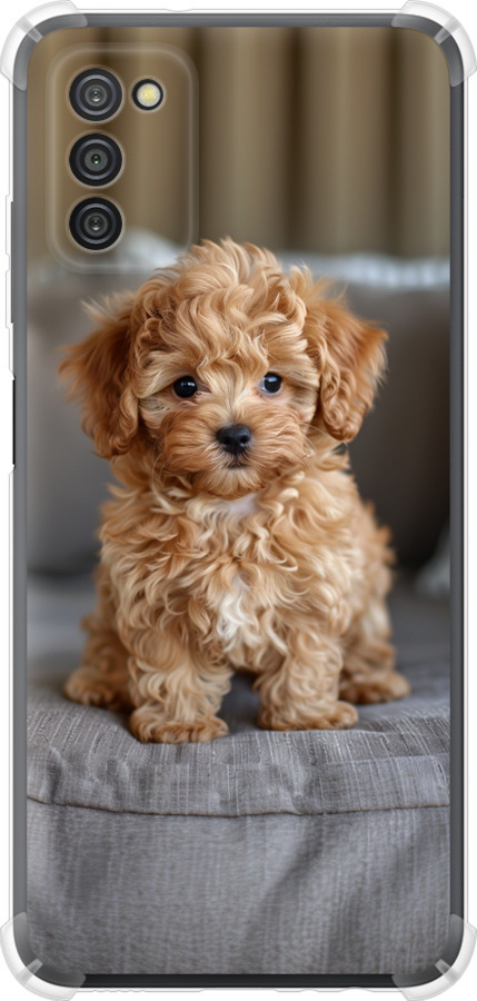 Mini-maltipoo