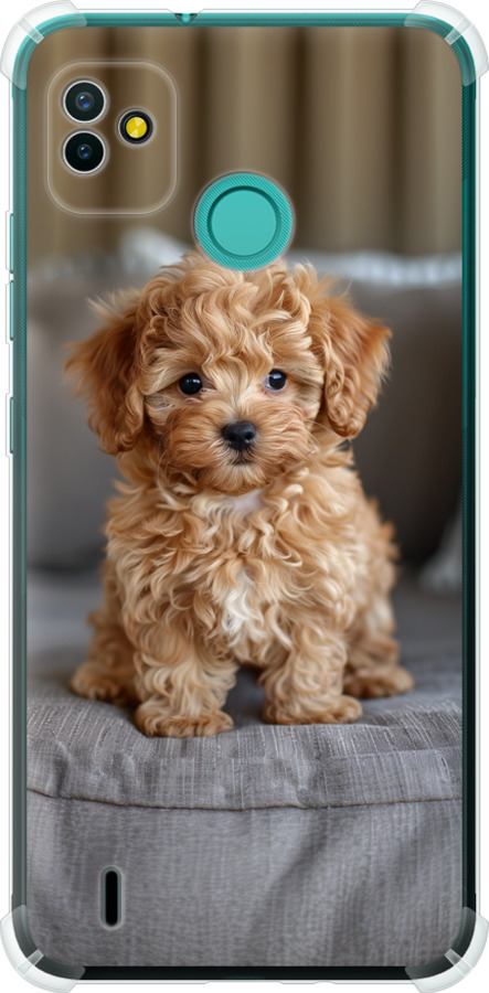 Mini-maltipoo