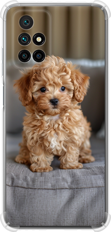 Mini-maltipoo