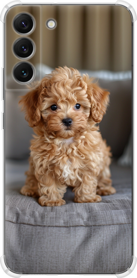 Mini-maltipoo