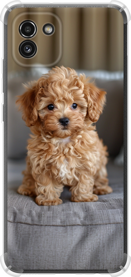 Mini-maltipoo