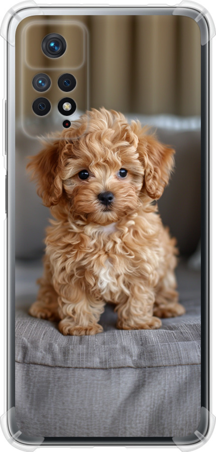 Mini-maltipoo