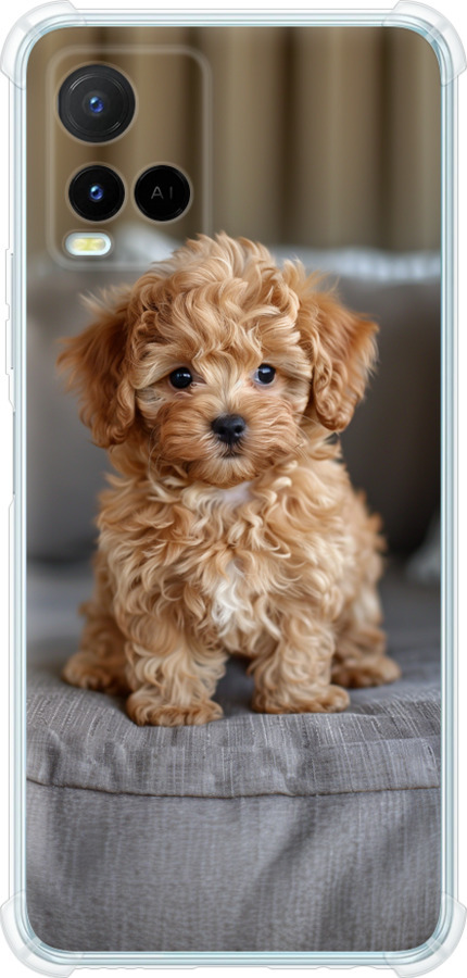Mini-maltipoo