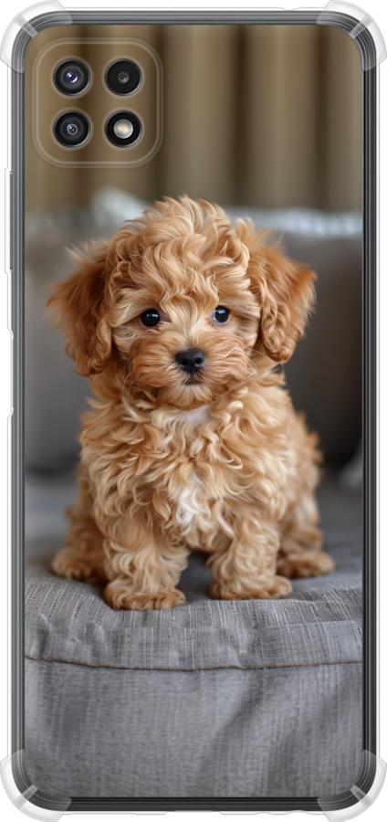Mini-maltipoo