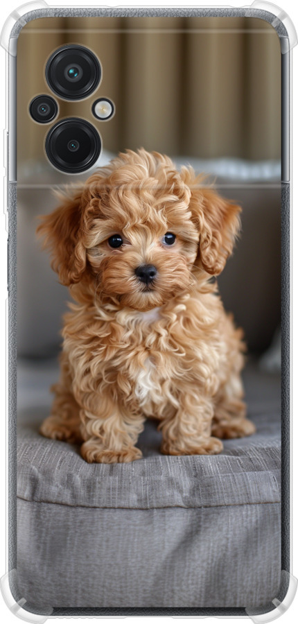 Mini-maltipoo