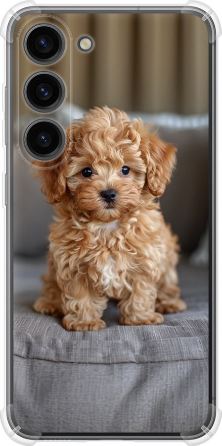 Mini-maltipoo