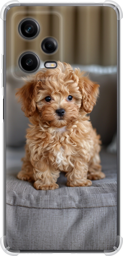 Mini-maltipoo