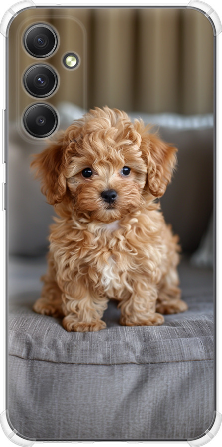 Mini-maltipoo