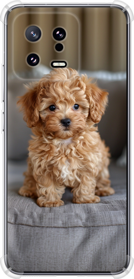 Mini-maltipoo