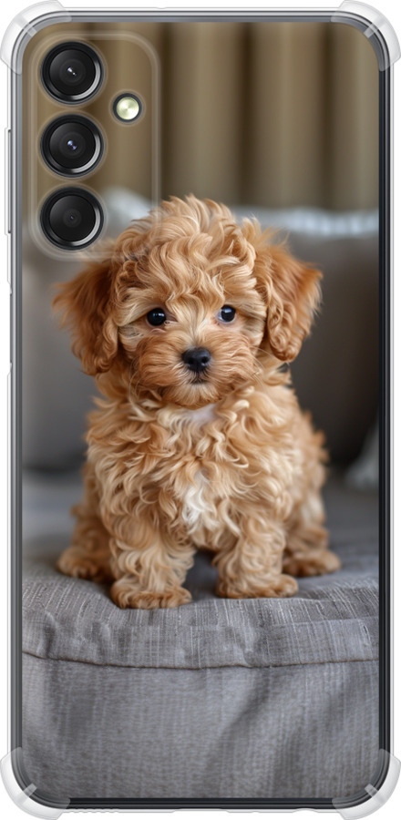 Mini-maltipoo