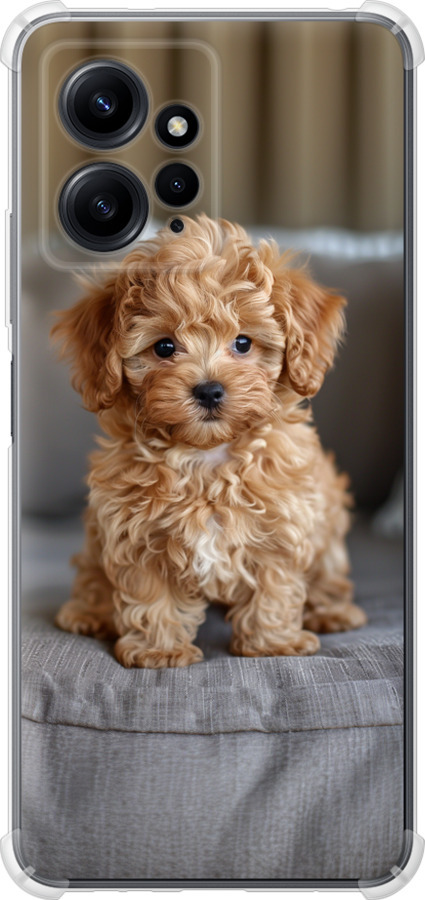 Mini-maltipoo
