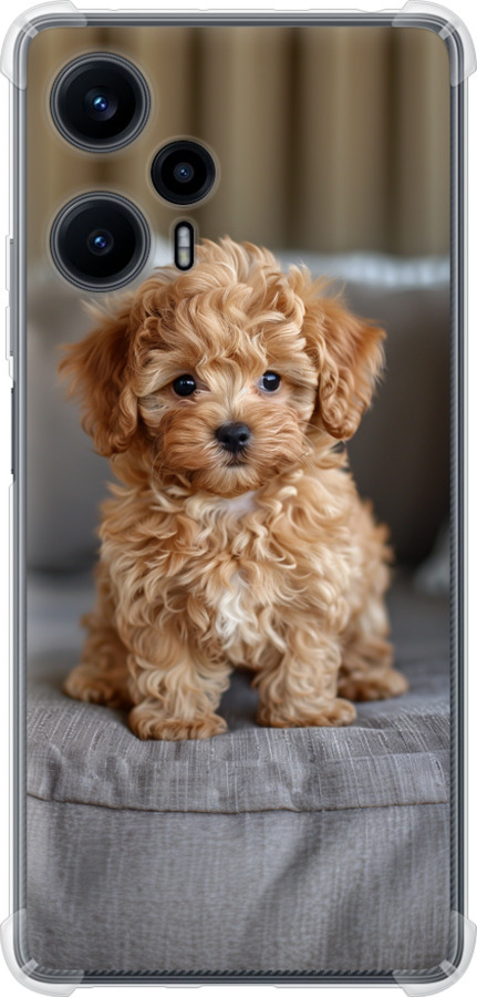Mini-maltipoo