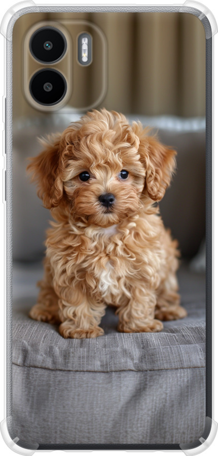 Mini-maltipoo