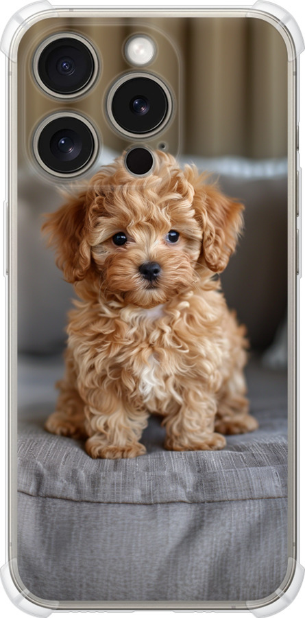 Mini-maltipoo