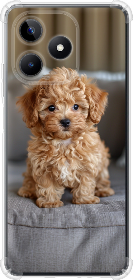 Mini-maltipoo