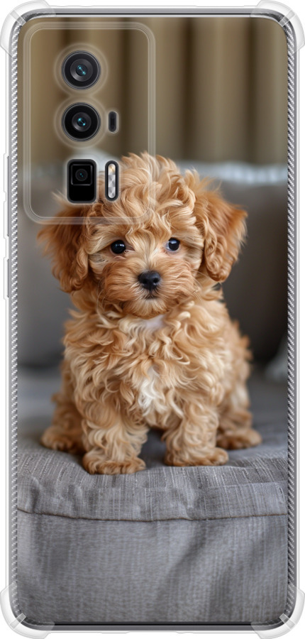 Mini-maltipoo