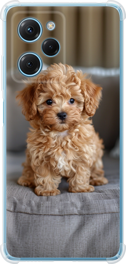 Mini-maltipoo
