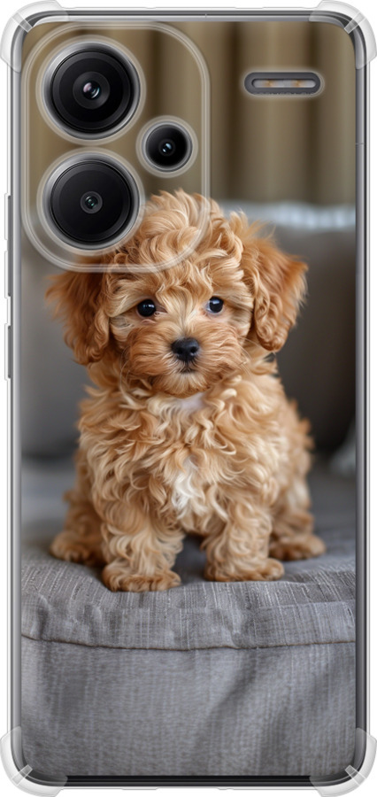 Mini-maltipoo