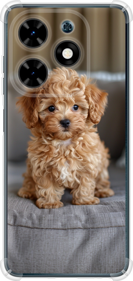 Mini-maltipoo