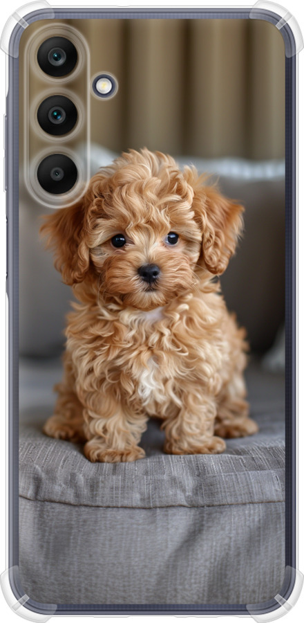 Mini-maltipoo