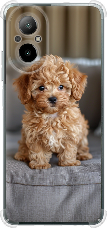 Mini-maltipoo