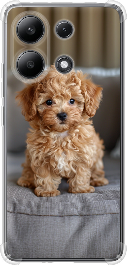 Mini-maltipoo