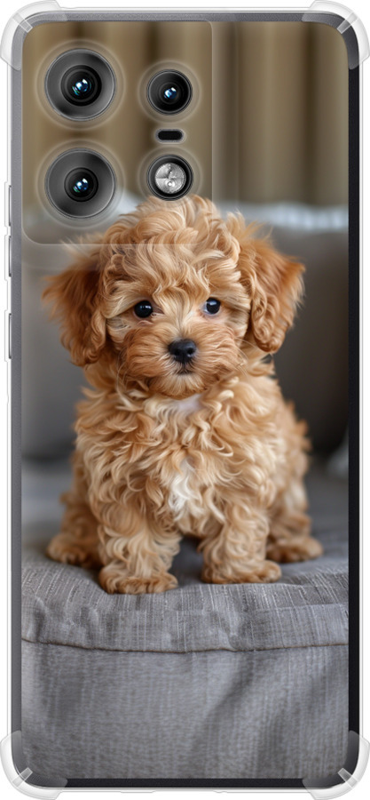 Mini-maltipoo