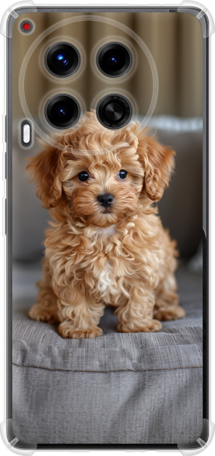 Mini-maltipoo