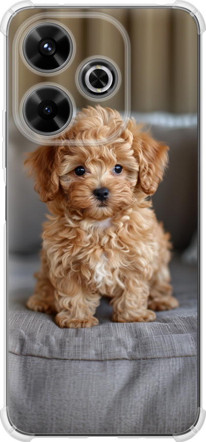 Mini-maltipoo