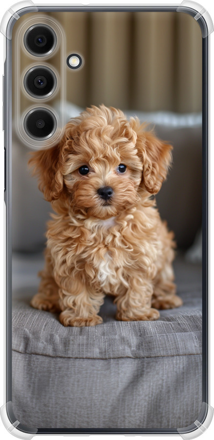 Mini-maltipoo