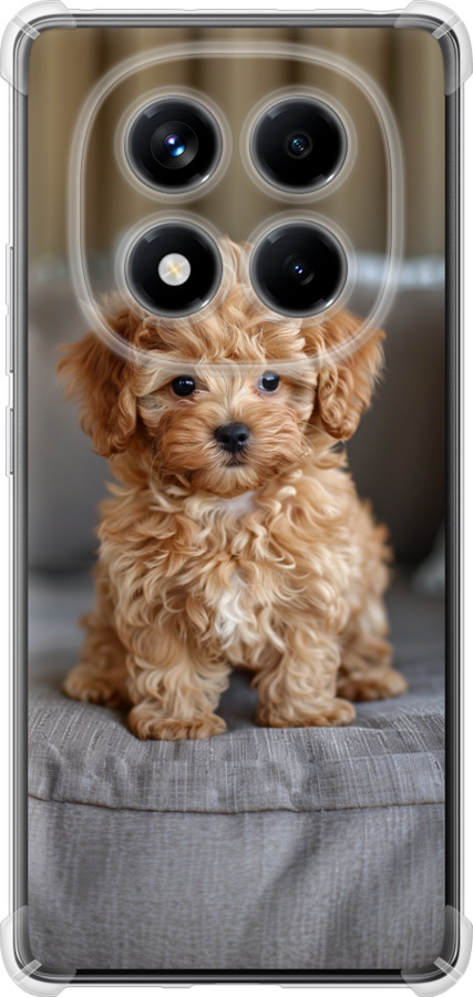 Mini-maltipoo