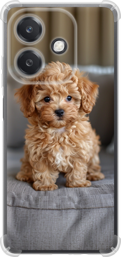 Mini-maltipoo