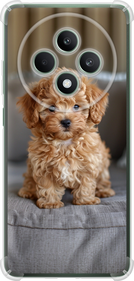 Mini-maltipoo