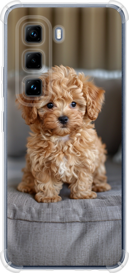 Mini-maltipoo