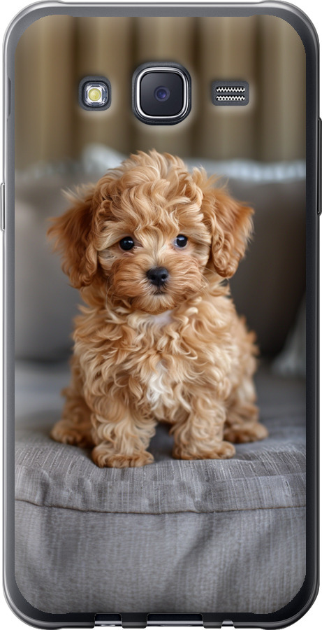 Mini-maltipoo