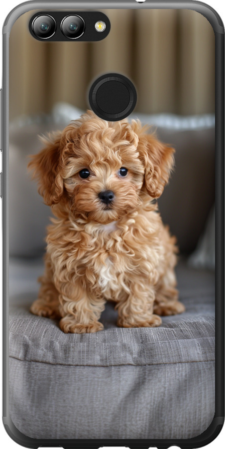 Mini-maltipoo