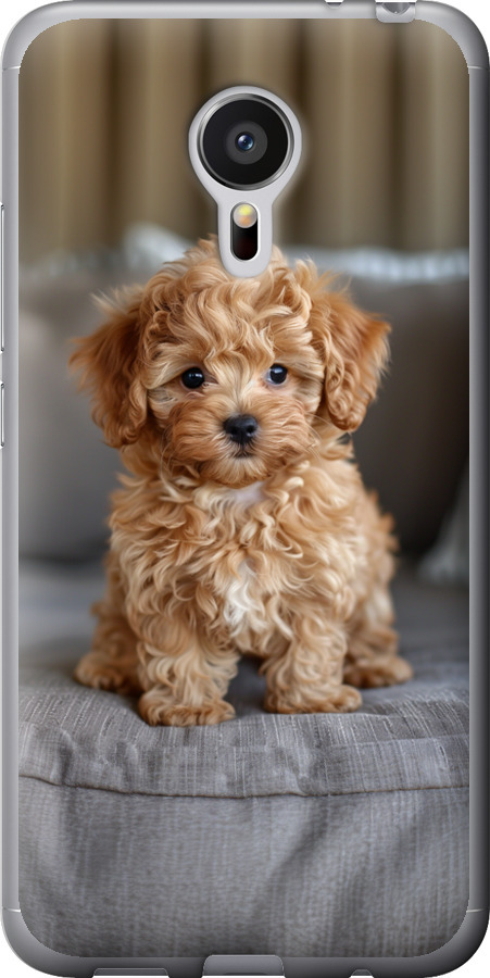 Mini-maltipoo