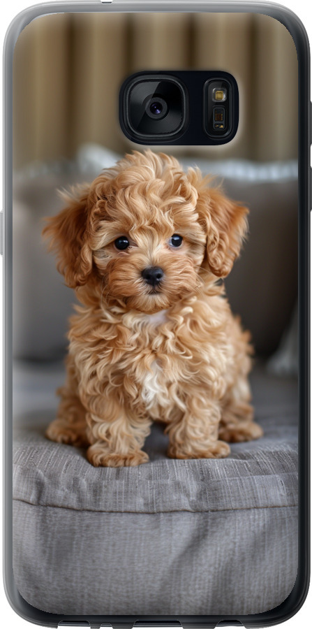 Mini-maltipoo