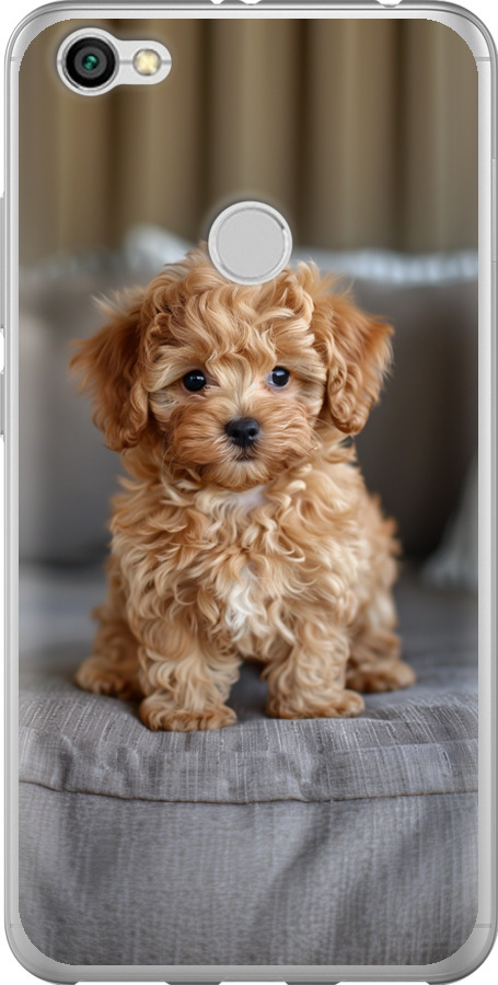 Mini-maltipoo