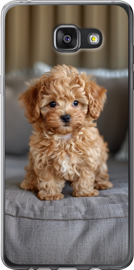 Mini-maltipoo