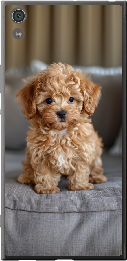 Mini-maltipoo