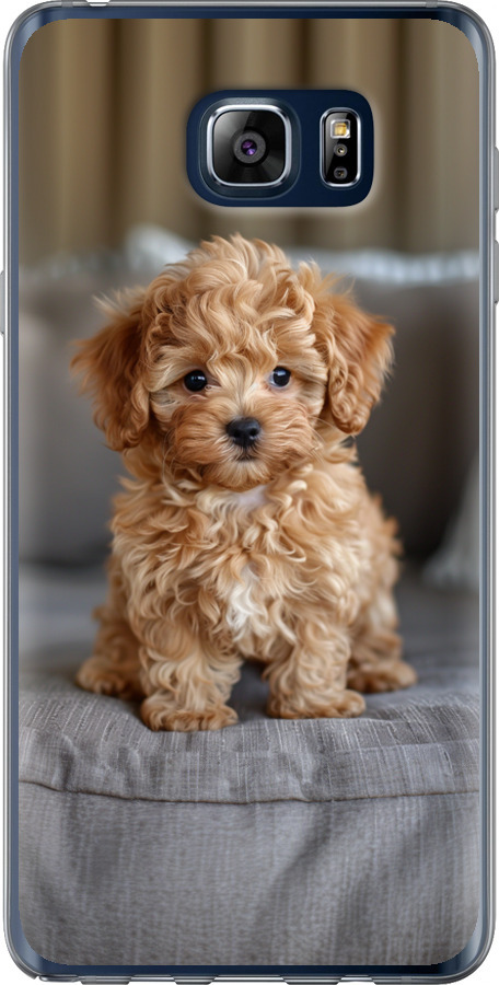 Mini-maltipoo