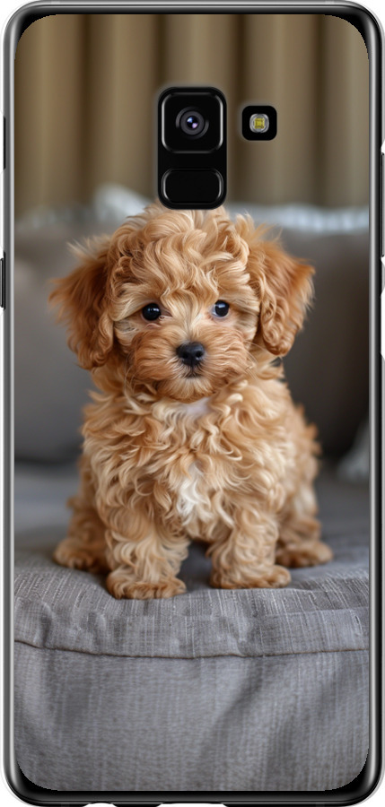 Mini-maltipoo
