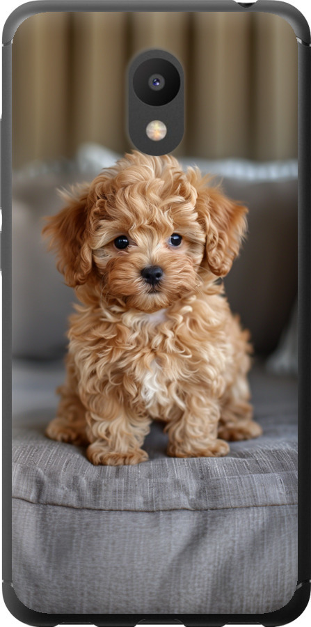 Mini-maltipoo