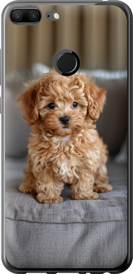Mini-maltipoo