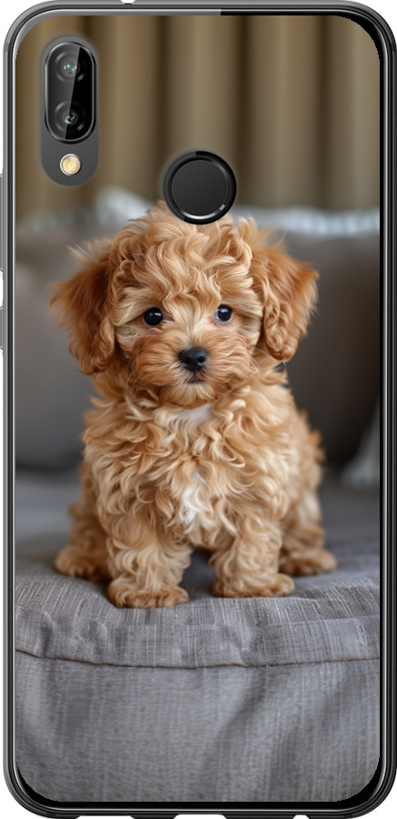 Mini-maltipoo