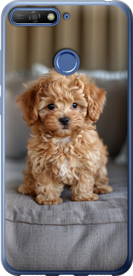 Mini-maltipoo
